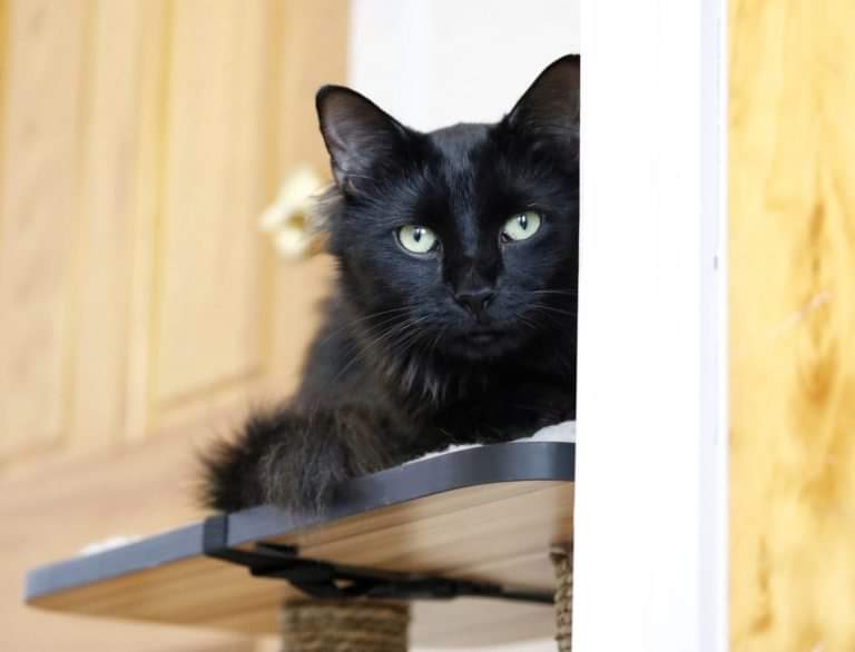 Bombay black kitten