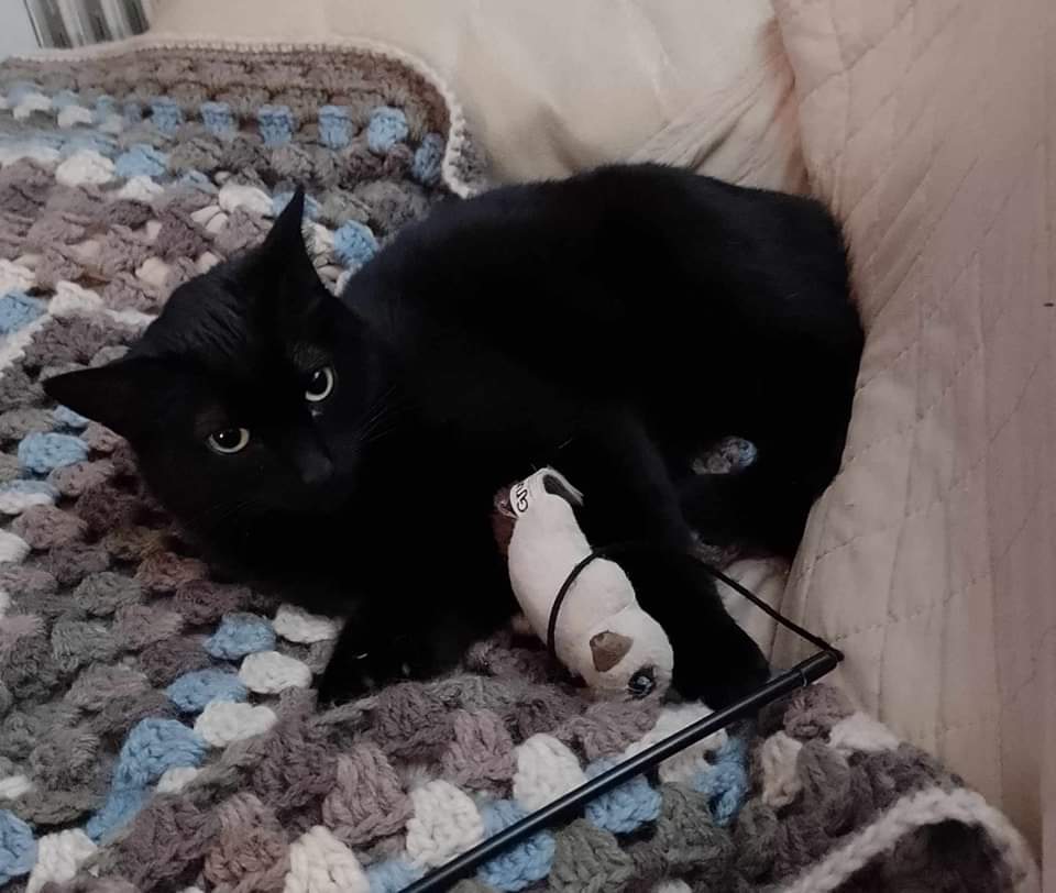 Bombay black kitten