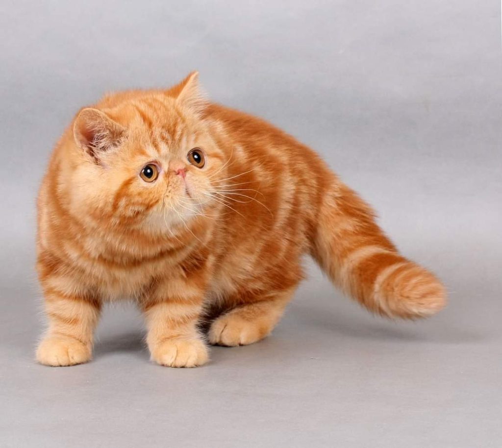 Exotic Shorthair cat